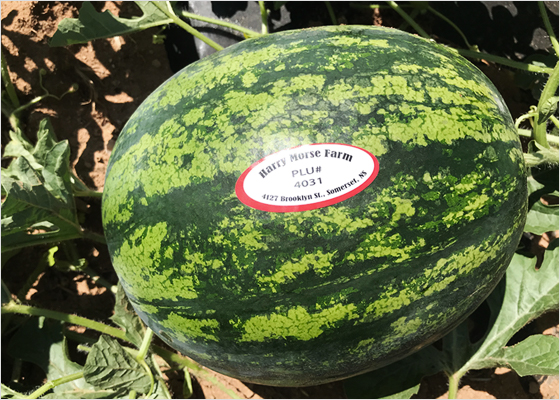 Watermelon growing in a field.