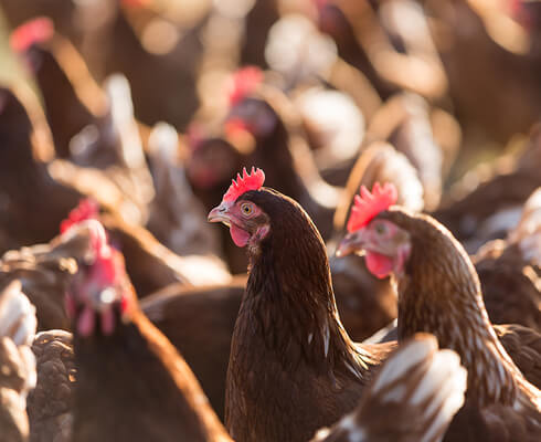 commitments-to-animal-welfare